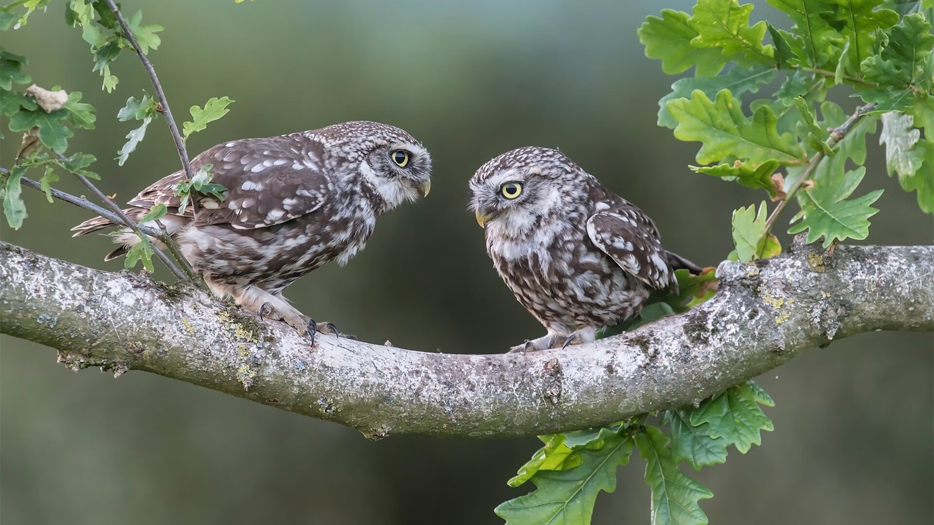 开云体育APP下载-绿茵交响曲，从黄潜奇迹到凯尔特荣光，萨内如何成为欧冠的边缘叙事者