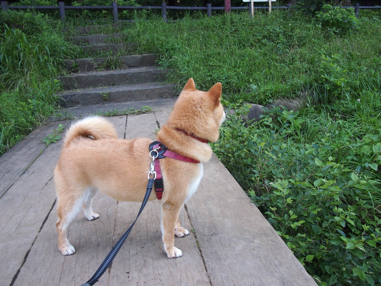 开云体育APP下载-绿茵节奏革命，一场欧冠决赛背后的尼日利亚脉搏