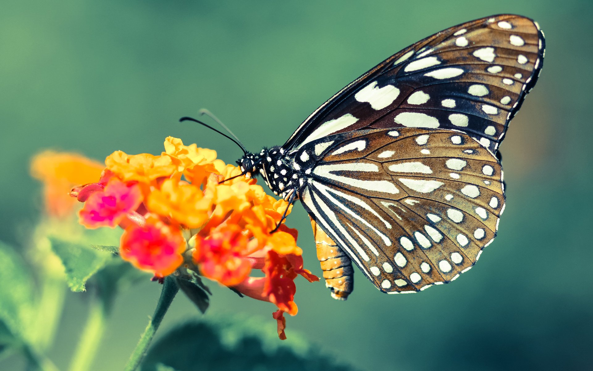独一无二的胜利方式，从多特蒙德的压制哲学到富安健洋的防守艺术